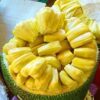 Gumless jackfruit (grow bag size 10x14)