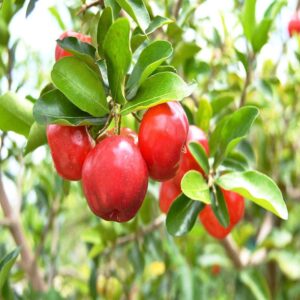 Barberry cherry