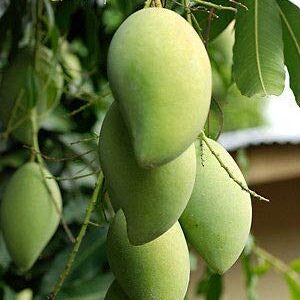 மல்லிகா mango 8 Feet(21x21) ( Fruting stage Healthy plant)