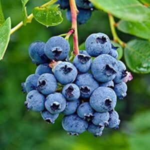 Blue berry 2 அடி உயரம்