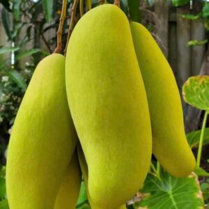 Banana மாங்கன்று 3 அடி உயரம்