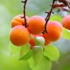 Apricot fruit