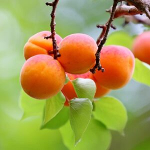 Apricot fruit