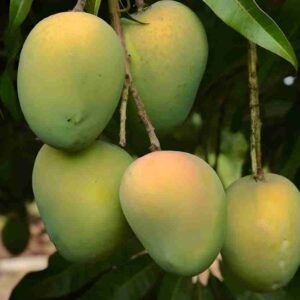 காலப்பாடி மாங்கன்று 5 அடி உயரம் ( fruiting stage plant