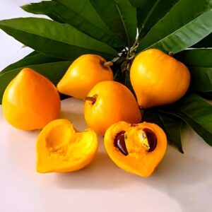 Egg fruit 3 அடி உயரம்