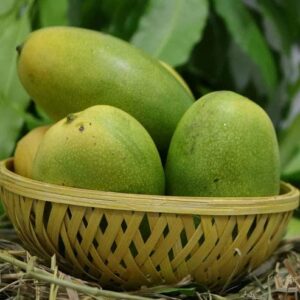 கேசர் Mango 8 feet (21x21) (Fruting stage healthy plant)