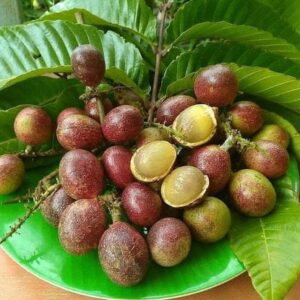 Mattova fruit (seedling plant )